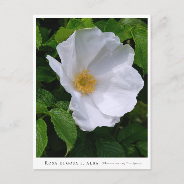 Rosa rugosa postcard (Front)