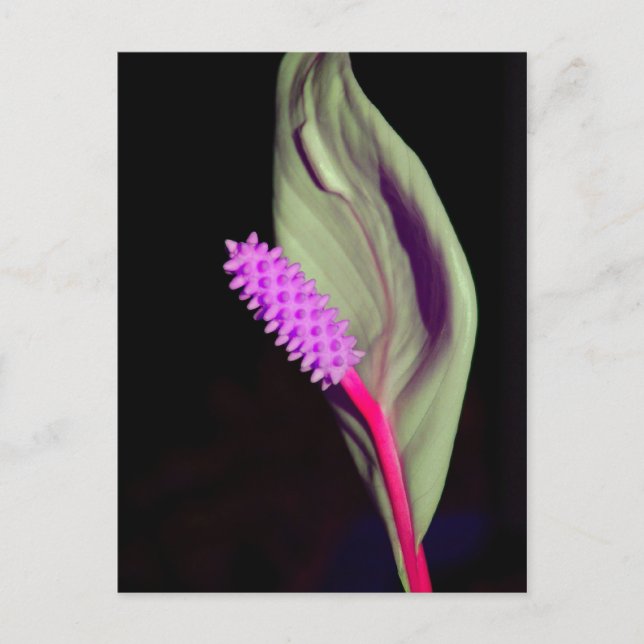 Rosa Schönheit Postcard (Front)