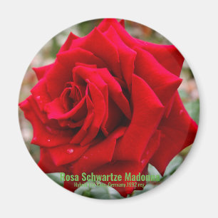 Rosa Schwartze Madonna [Round Magnet] Magnet