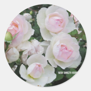 Rosa Sharifa Asma Classic Round Sticker