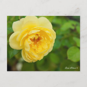 Rosa Solaris Alpha [Postcard] Postcard