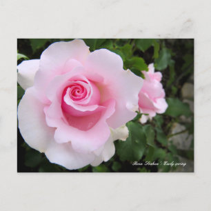 Rosa‘Soshun’：Postcard Postcard