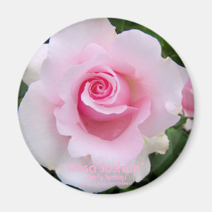 Rosa‘Soshun’:Round Magnet
