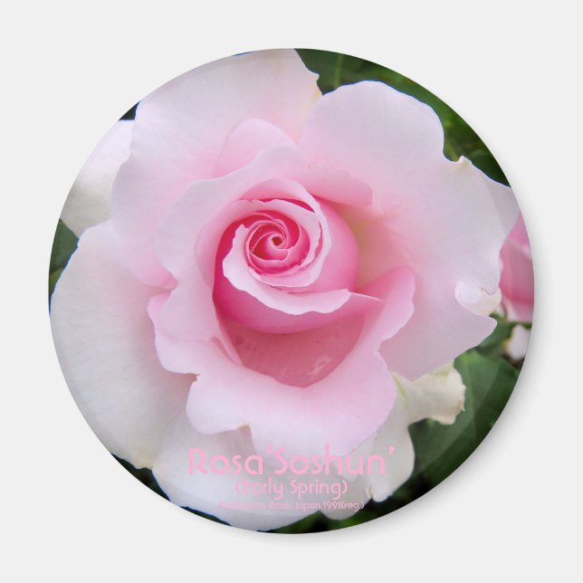 Rosa‘Soshun’：Round Magnet (Front)