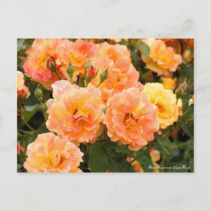 Rosa Souvenir de Anne Frank:Postcard Postcard