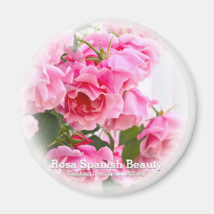 Rosa Spanish Beauty Magnet