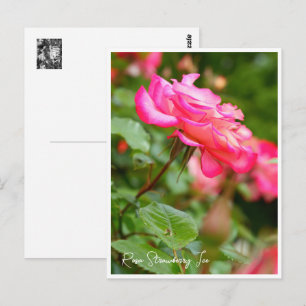 Rosa Strawberry Ice Postcard