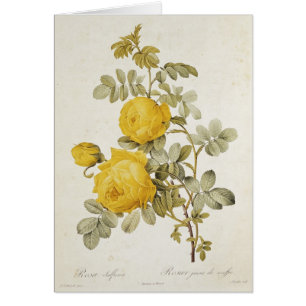 Rosa Sulfurea from 'Les Roses'