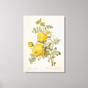 Rosa Sulfurea from 'Les Roses' Canvas Print