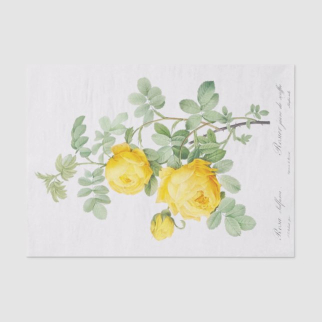 Rosa sulfurea tissue paper (Front)