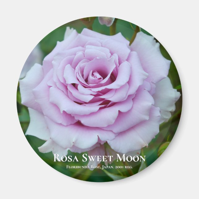 Rosa Sweet Moon Magnet (Front)