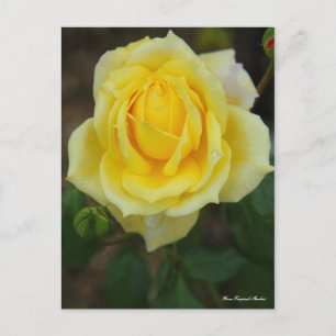 Rosa Tropical Sherbet [Postcard] Postcard