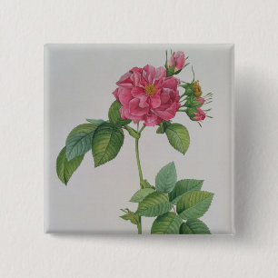 Rosa Turbinata, from ,Les Roses', Vol 1, 1817 15 Cm Square Badge