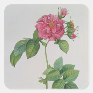 Rosa Turbinata, from ,Les Roses', Vol 1, 1817 Square Sticker