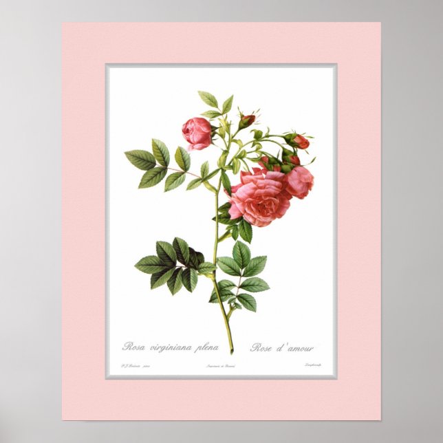 Rosa virginiana,Custom border Poster (Front)