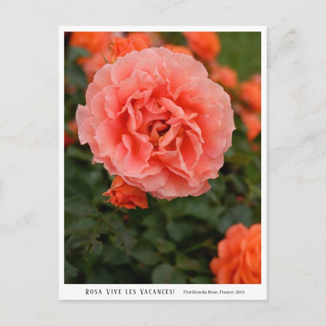Rosa Vive les Vacances! Postcard (Front)