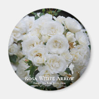 Rosa White Arrow