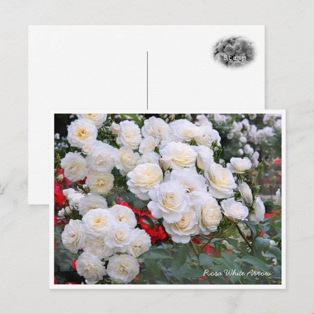 Rosa White Arrow Postcard (Front/Back)