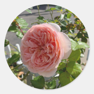 Rosa x centifolia (Cabbage rose) sticker