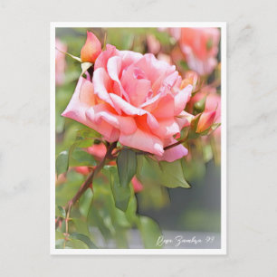 Rosa Zambra '93 Postcard