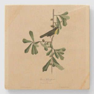 Roscoe's Yellow-throat, Audubon's Birds of America Stone Coaster