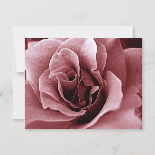 Rose (Front)