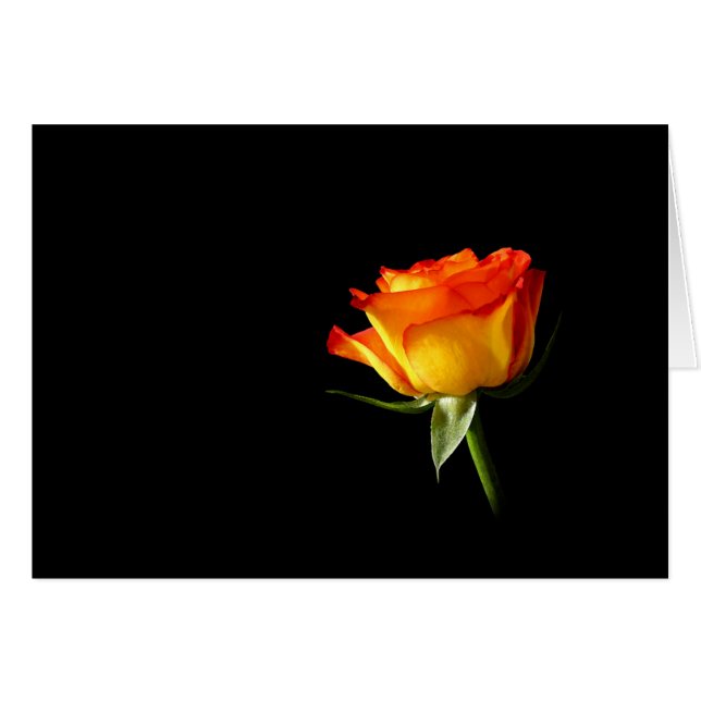 Rose (Front Horizontal)