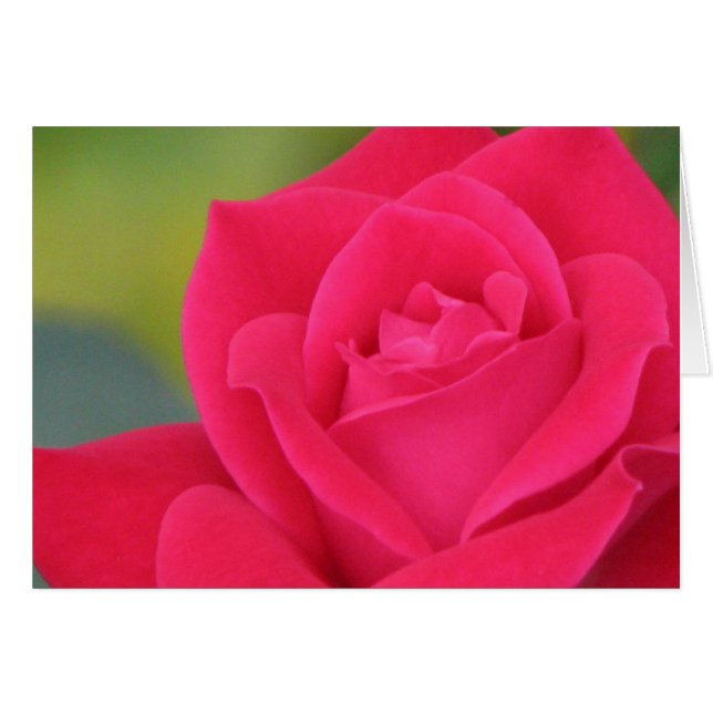 Rose (Front Horizontal)