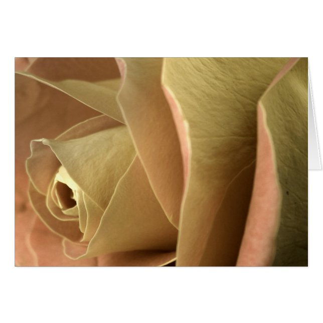Rose (Front Horizontal)