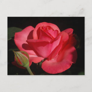 Rose5 Postcard