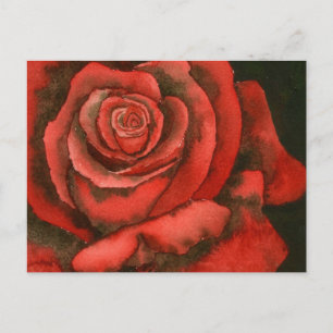 Rose 3 Postcard