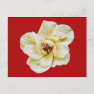 Rose and Bee Postcard