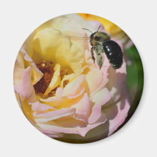 Rose And Bumble Bee Flower Photography Magnet