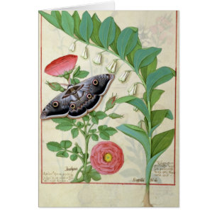 Rose and Polygonatum