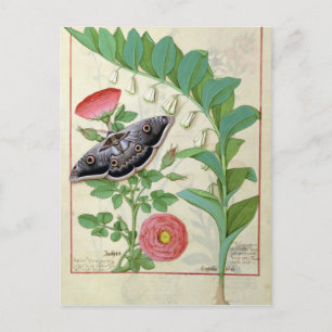 Rose and Polygonatum Postcard