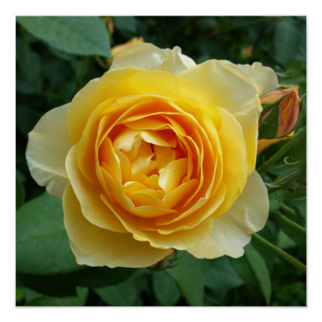 rose and rosebud poster (Front)