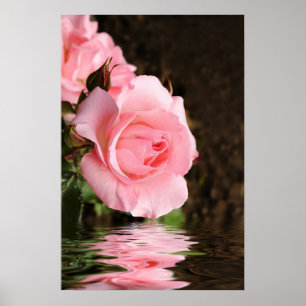 rose and water poster