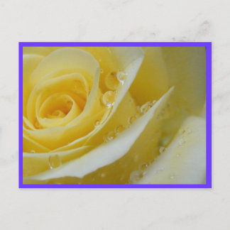 rose and waterdrops postcard