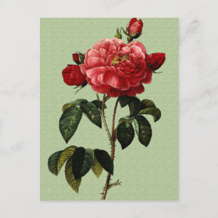 Rose Art Postcard