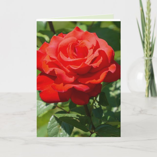 Rose Beauty Card (Front)
