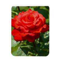 Rose Beauty