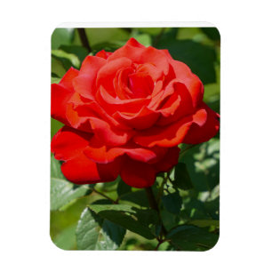 Rose Beauty Magnet