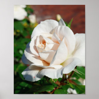 Rose Beige background Poster