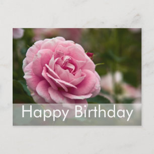 Rose Birthday Postcard   Geburtstagskarte Rose