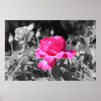 Rose Black & White Poster
