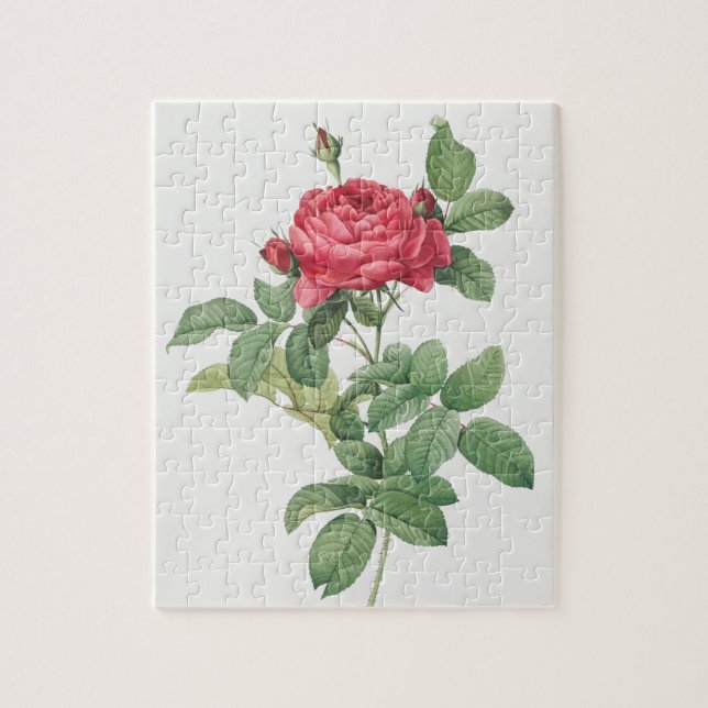 Rose Blooming Flower Vintage Old Illustration Jigsaw Puzzle (Vertical)