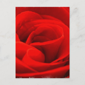 Rose Blossom Postcard