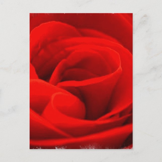 Rose Blossom Postcard (Front)