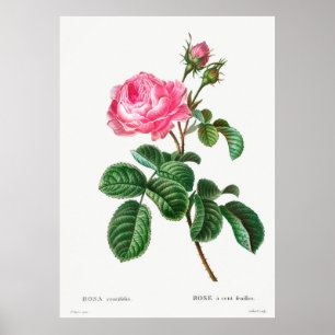 Rose Botanical Poster