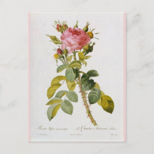 Rose Botanical Print Rosa Bifera by  Redoute Postcard
